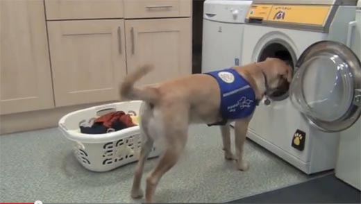 dog wash machine 2